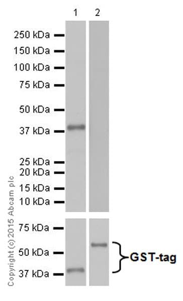 Anti-Trypsin antibody [EPR19498-43] - BSA and Azide free(AB251326)