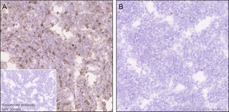 Goat Anti-Rabbit IgG H&L (HRP polymer)(AB214880)