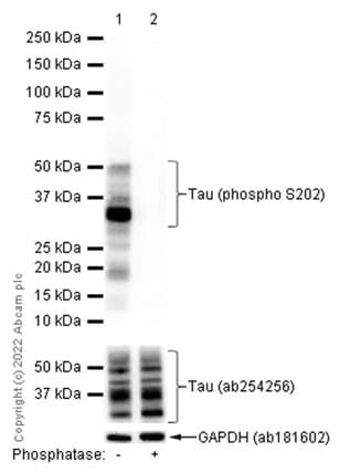 Anti-Tau (phospho S202) antibody [EPR2402](AB108387)
