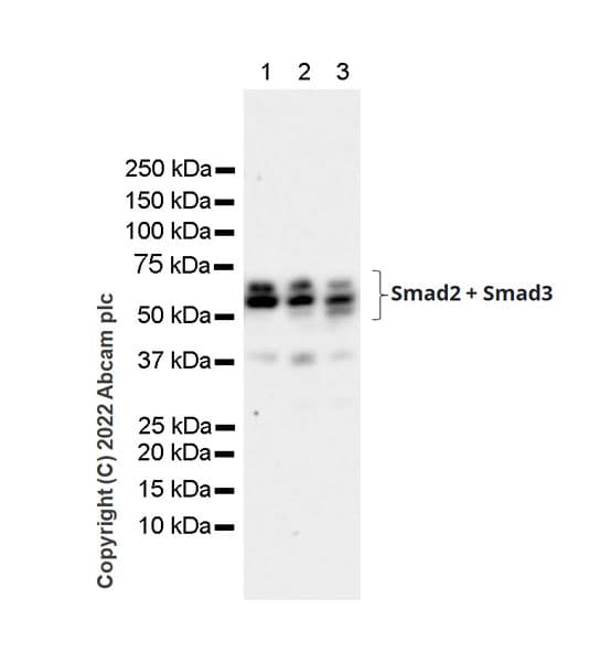 Smad2 Smad3 Antibody 18 Smad2 3 Bsa And Azide Free Ab305326  Western Blot Img406160