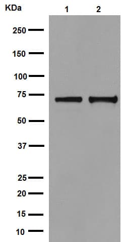 Hsp70 Antibody Epr16893 Ab194360  Western Blot Img56767