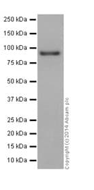 Anti-CSDE1/NRU antibody [EPR17413] - BSA and Azide free(AB251319)