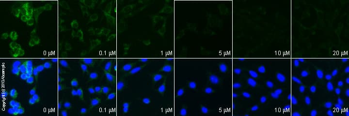 Anti-Mitofusin 2 antibody [6A8](ab56889)