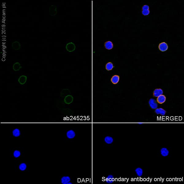 Anti-CD19 antibody [EPR23174-145](AB245235)