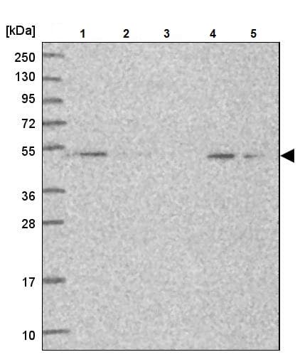 Anti-Snx6 antibody(ab247087)