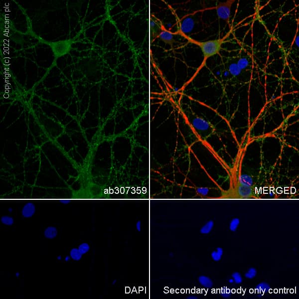 Gaba A Receptor Alpha 2 Gabra2 Antibody Epr26485 185 Bsa And Azide Free Ab307360  Immunocytochemistry Immunofluorescence Img405540