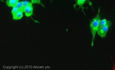 Mouse monoclonal [K-87] to GAD67/GAD1(ab26116)