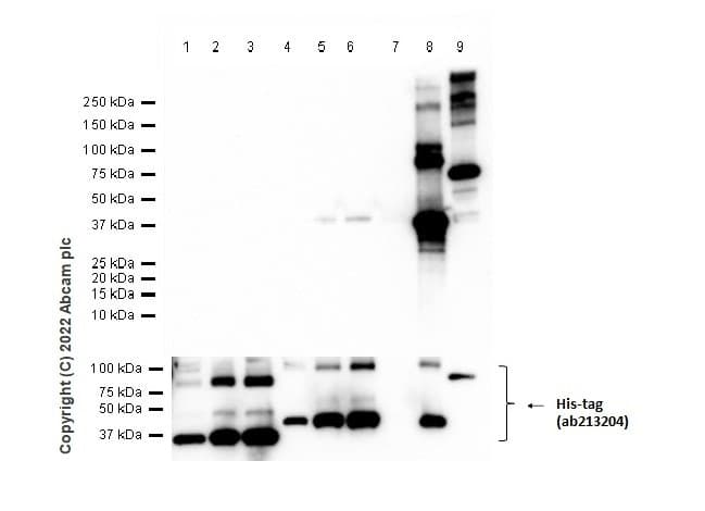 Anti-HuD + HuC antibody [EPR19098](AB184267)