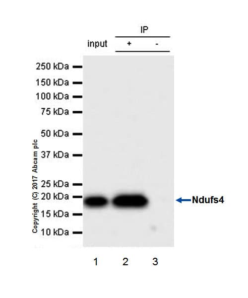 Ndufs4 Antibody Ep7832 Bsa And Azide Free Ab232337  Immunoprecipitation Img6102