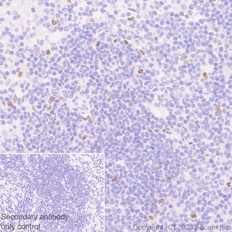 Anti-CEBP Alpha/CEBPA antibody [EPR27924-90](AB317442)