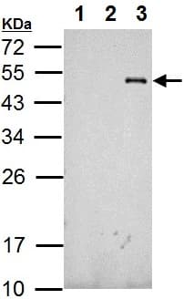 Anti-RFP antibody(AB152123)