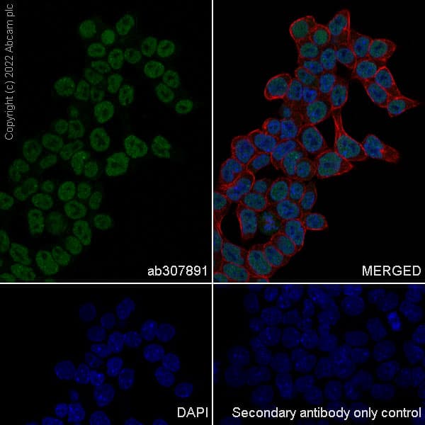 Anti-SUZ12 antibody [EPR26230-82] - BSA and Azide free(AB307892)
