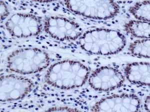 Anti-NELF-B antibody [EPR11200] - BSA and Azide free(AB232061)