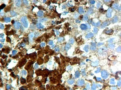 Anti-VEGFA antibody [VG-1](AB1316)