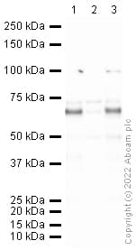Anti-Lgi1/EPT antibody(AB30868)