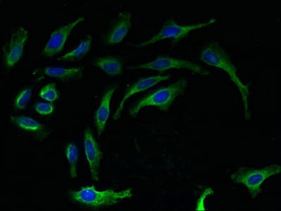 Rpl27 Rpl27a Antibody Ab236906  Immunocytochemistry Immunofluorescence Img112279