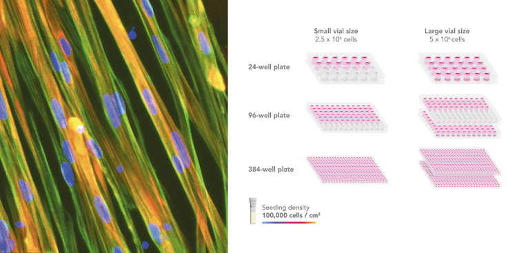 ioSkeletal Myocytes - Human iPSC derived cells(AB277612)
