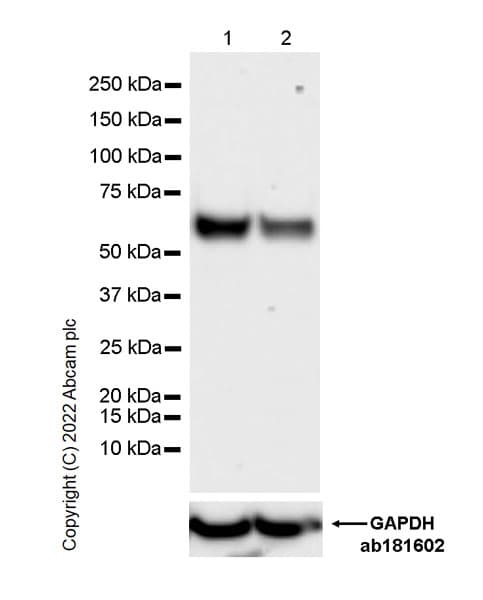 Anti-UBR7 antibody [EPR26170-67]