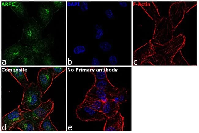Anti-ARF1 antibody(AB183576)