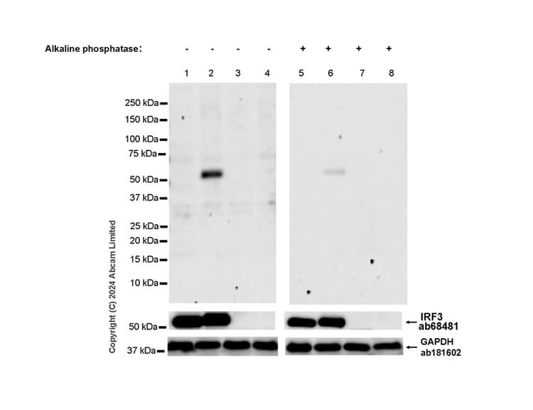 Anti-IRF3 (phospho S396) antibody [EPR28686-189] - BSA and Azide free(AB320083)