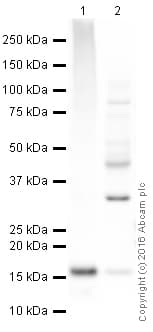 Anti-Alpha-synuclein antibody [LB 509](AB27766)