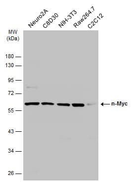 Anti-n-Myc/MYCN antibody(AB272918)