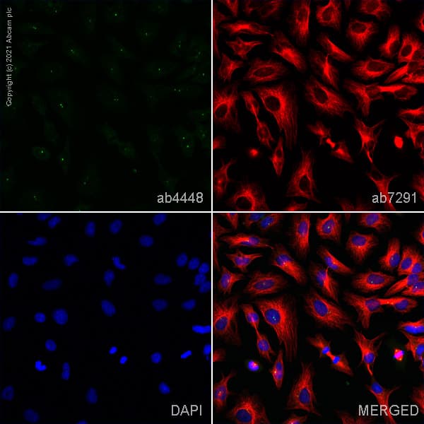Anti-Pericentrin antibody - Centrosome Marker(ab4448)