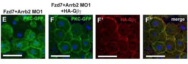 Anti-HA tag antibody - ChIP Grade(AB9110)