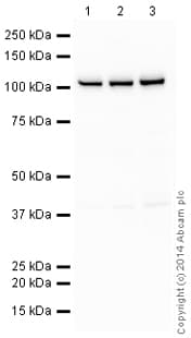 HeLa whole cell lysate(AB150035)