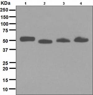 Anti-Human IgG antibody [EPR4421](AB109489)