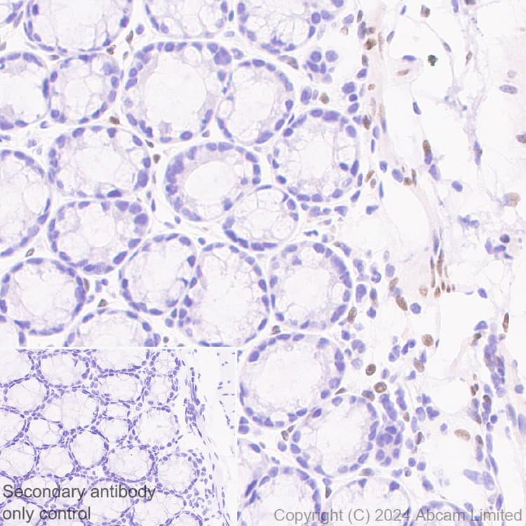 Anti-FGF2 antibody [EPR29019-77] - BSA and Azide free(AB321991)
