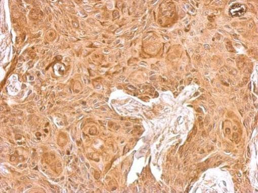 Beta 2 Microglobulin Antibody Ab227261  Immunohistochemistry Formalin Pfa Fixed Paraffin Embedded Sections Img53739