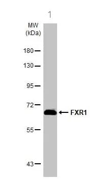 Fxr1 Antibody Ab155124  Western Blot Img451219