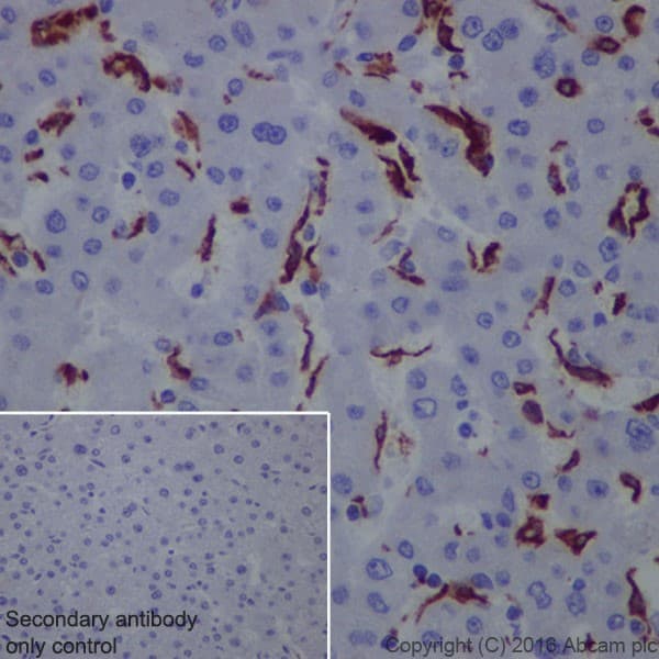 Macrophage Marker (CD11b, CD68, CD163, CD14, CD16) Antibody Panel - Human(AB254013)