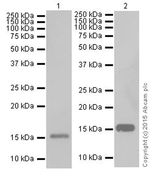Anti-Iba1 antibody [EPR16589](AB178847)