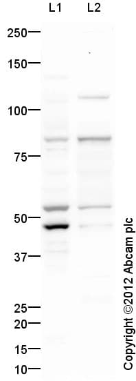Anti-DDX4 / MVH antibody(AB13840)