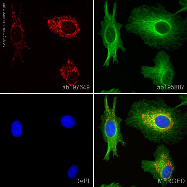 Alexa Fluor 647 Atpb Antibody 3d5 Mitochondrial Marker Ab197649  Immunocytochemistry Immunofluorescence Img69923