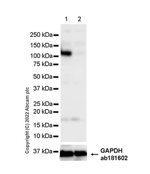 Anti-GWL antibody [EPR26356-80](AB307955)