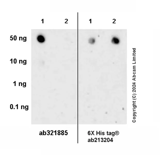 Anti-KAT2A / GCN5 antibody [EPR28321-83](AB321885)