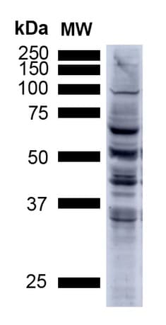 Anti-3-Nitrotyrosine antibody [39B6](AB61392)