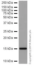 Anti-Histone H3 (di methyl K9) antibody [EP16990] - ChIP Grade(AB176882)