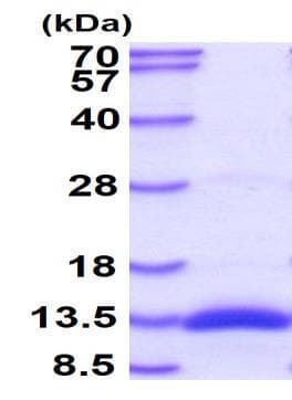 Recombinant Human BMP2 protein(AB87065)