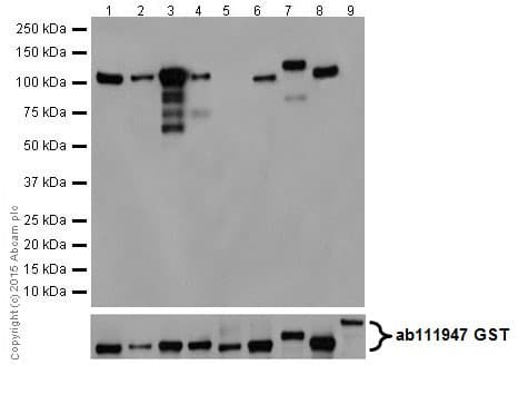 Pkc Antibody Epr16898 Ab179522  Western Blot Img28661