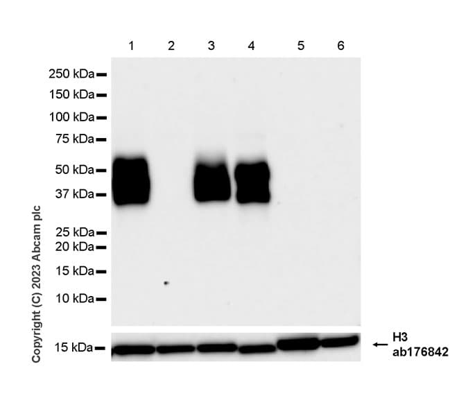 Anti-Histone H3 antibody [EPR16987] - Nuclear Marker and ChIP Grade(AB176842)