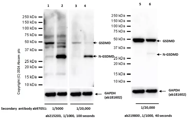 Anti-GSDMD antibody [EPR20859](AB219800)