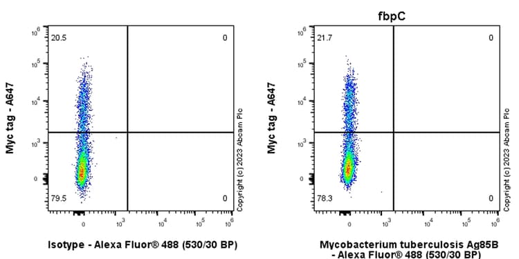 Anti-Mycobacterium tuberculosis Ag85B antibody [EPR28401-54] - BSA and Azide free(AB312329)