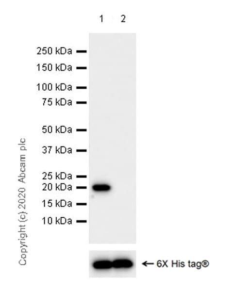 Human Histone H3.3 (Mutated G34W, G34V, G34R) Antibody Panel(AB274410)