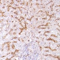 Macrophage Marker (CD11b, CD68, CD163, CD14, CD16) Antibody Panel - Human(AB254013)