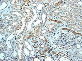 Anti-FADD antibody [EPR4415] - BSA and Azide free(AB232045)