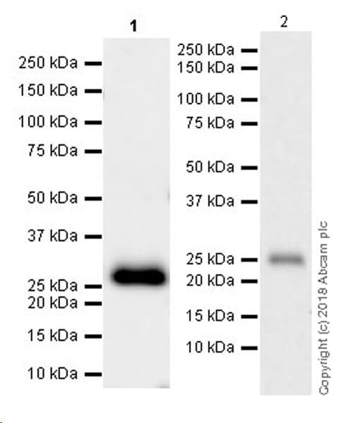 Anti-TIMP1 antibody [EPR16616] - BSA and Azide free(AB232937)